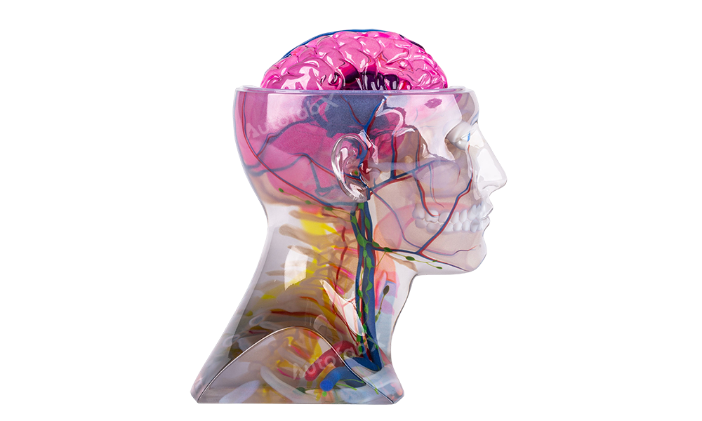 Marketing Points for Multi Color Resin in PolyJet Printing  Vibrant Colors: Multi-color resin allows for full-color printing with vibrant, high-quality colors, making it ideal for visual models and product prototypes.  High Precision and Detail: PolyJet technology provides fine details, allowing for the production of complex and intricate parts with smooth surfaces.  Realistic Prototypes: Multi-color resin enables realistic prototypes that closely mimic the final product, improving visualization and decision-making.  Multi-Material Capabilities: PolyJet can combine rigid and flexible materials, allowing for a variety of textures and properties in a single print.  Cost-Effective Prototyping: PolyJet printing with multi-color resin is cost-effective for prototyping, reducing the need for painting or assembly.